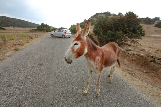 Wild donkey standing on main road, car in distance. These animals roam freely in Karpass region of Northern Cyprus