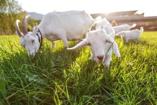 Goats grazing on fresh grass, low wide angle photo with strong sun backlight.
