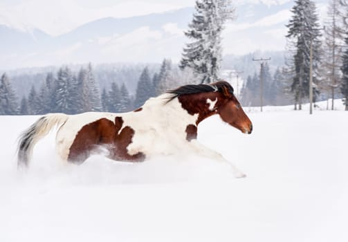 Brown and white horse running in deep snow, trees and mountains background.