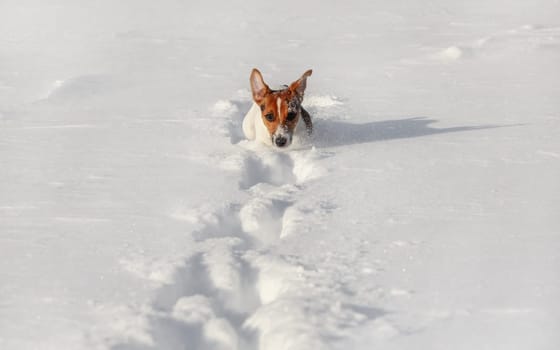 Small Jack Russell terrier running in deep snow, only her head visible.