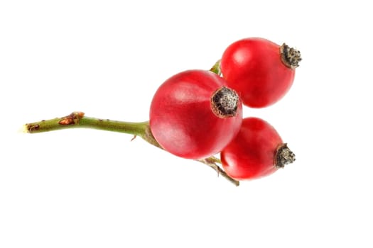 Rosehips (Rosa Canina fruits) isolated on white background.