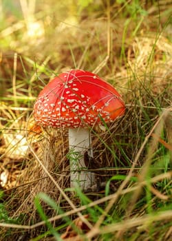 Red fly agaric mushroom (Amanita muscaria) growing in sun lit forest grass.