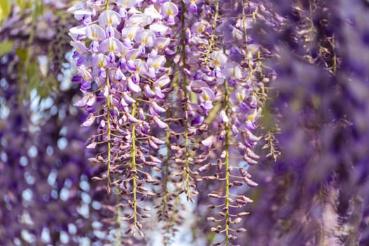 Blooming Wisteria Sinensis with scented classic purple flowersin full bloom in hanging racemes closeup. Garden with wisteria in spring.