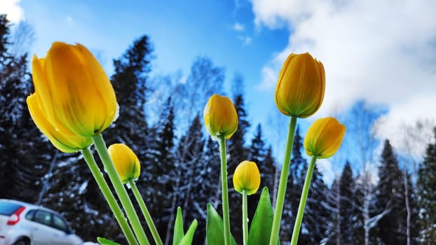 Bouquet of beautiful yellow tulips on snow on cold sunny day. Concept of opposite. Winter and flowers. International Women's Day March 8, Mother's Day, Valentine's Day. Card, background, copy space