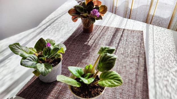 Potted Saintpaulia violet flowers. Planting potted flowers in rays of sunlight. Home flower and care for it. Plants and creating comfort in house