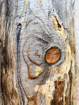 Wooden background, wood texture. Sawed tree with a knot and rings of time. Pattern, frame, place for text and copy space