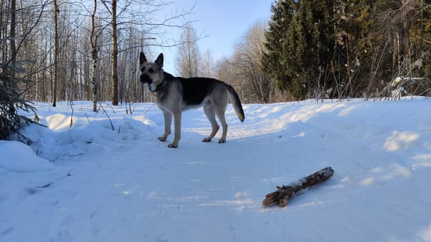 Dog German Shepherd in winter day and white snow arround. Waiting eastern European dog veo and white snow