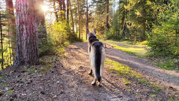 Dog German Shepherd in forest near water of river or like in autumn, spring, summer day. Russian eastern European dog, veo in nature landscape