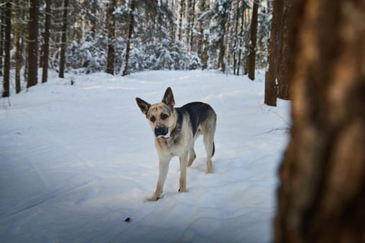 Dog German Shepherd outdoors in the forest in a winter day. Russian guard dog Eastern European Shepherd in nature on snow and white trees covered snow