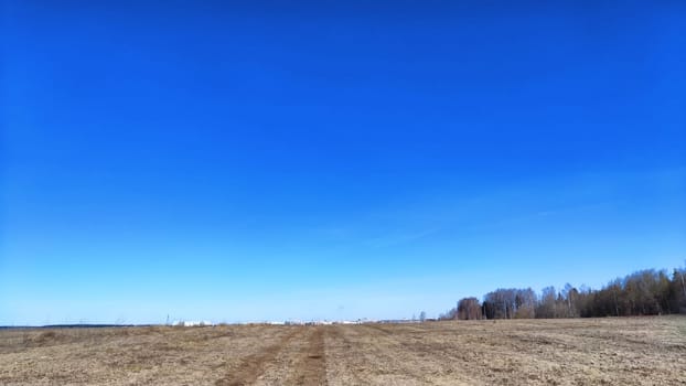 Spring or autumn landscape with Field full of last year's yellow grass and clean blue sky in beautiful sunny day. Forest with trees on the horizon at background