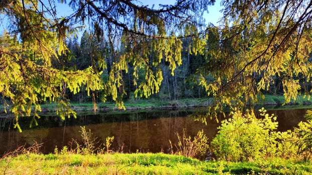 A pine forest with trees, trunks, water of a river or lake, illuminated by the summer, autumn, or spring evening sun. A beautiful natural landscape for a postcard or wallpaper