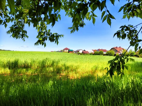 Natural landscape with green grass, a branch with leaves in the foreground and a blue sky on sunny summer or spring day. Beautiful scenery with endless expanse