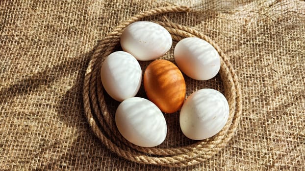 Many white eggs and one brown egg on rag jute cloth. Concept of individuality, exclusivity. Bullying, group and confrontation. Leadership and confidence. Agricultural Production of eggs, incubator