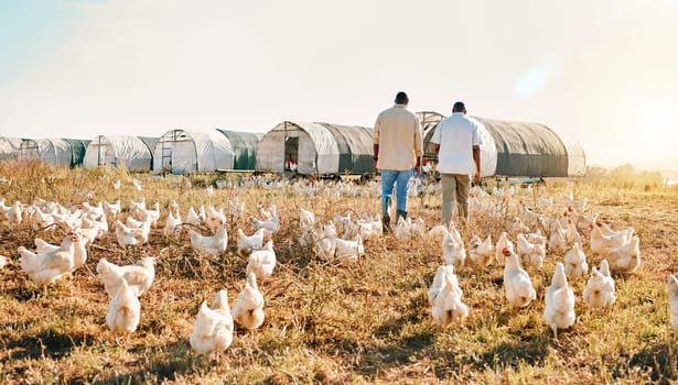 Black people, back and walking on farm with animals, chicken or live stock in agriculture together. Rear view of men working in farming, sustainability and growth for supply chain in the countryside.