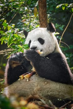 Chinese tourist symbol and attraction - giant panda bear eating bamboo. Chengdu, Sichuan, China