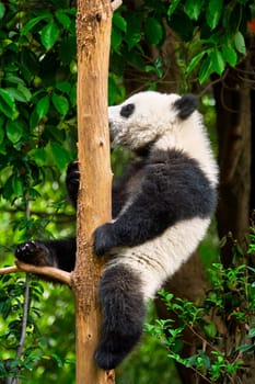 Chinese tourist symbol and attraction - cute giant panda bear cub on tree. Chengdu, Sichuan, China