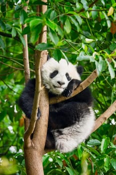 Chinese tourist symbol and attraction - cute giant panda bear cub on tree. Chengdu, Sichuan, China