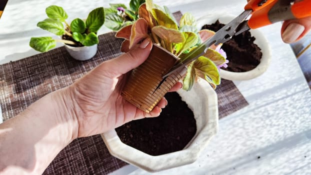 Hand of woman who Transplant and plant violet flower senpolia into a new pot. Home flower and care for it. Plants and creating comfort in the house