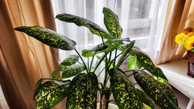 Dieffenbachia plant in a pot on a stool by the window. Retro interior in light colors. Background with plant with green leaves and fabric