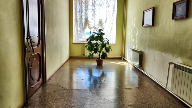 A long corridor with a window, white walls and a large potted flower on the floor with reflection. Design and Details of a beautiful interior