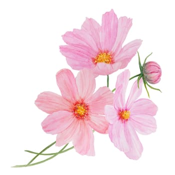 Garden pink Cosmos boquet watercolor illustration. Hand drawn botanical painting, floral sketch. Colorful preety flower clipart for summer or autumn design of wedding invitation, prints, greetings, sublimation, textile