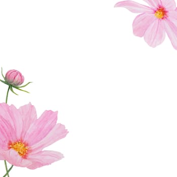 Garden pink Cosmos boquet watercolor illustration. Hand drawn botanical painting, floral sketch. Colorful preety flower clipart for summer or autumn design of wedding invitation, prints, greetings, sublimation, textile