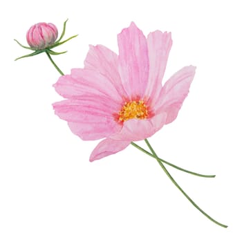 Garden pink Cosmos boquet watercolor illustration. Hand drawn botanical painting, floral sketch. Colorful preety flower clipart for summer or autumn design of wedding invitation, prints, greetings, sublimation, textile