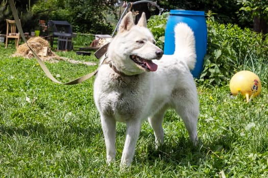 A white husky dog with blue eyes stands on the grass