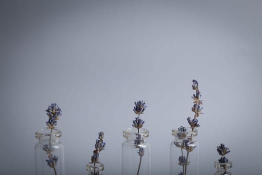 Lavender sprigs in glass test tubes staying at gray background, beauty concept of cosmetology, body and skincare, aromatherapy. Botanical natural cosmetic ingredient, space for text.