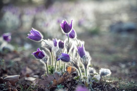 Dream-the beautiful grass Pulsatilla patens blooms in the spring in the mountains. The golden hue of the setting sun. Atmospheric spring background.