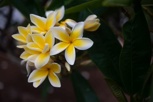 Plumeria flowers or frangipani flowers. Symbol of spa. Typically found in south east asian countries such as Singapore, Thailand, also in Indonesia and Hawaii. White and yellow petals