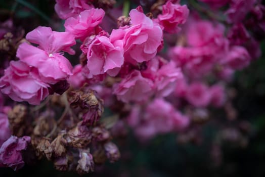 Pink flower background. Mostly blurred brunches of Nerium oleander, korobi flowers and leaves. Evening light