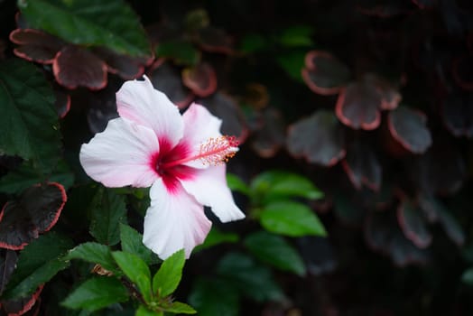 White pink flower on green leaves background. Hibiscus syriacus flower closeup. Rose of Sharon, Syrian hibiscus or Syrian ketmia on copperleaf plant background. Shrub althea or rose mallow