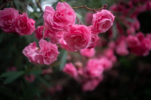 Pink flower background. Mostly blurred brunches of Nerium oleander, korobi flowers and leaves. Evening light