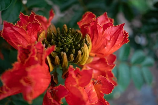 African tulip tree flower. Orange petals closeup on the green leaves background. Lush blossom with yellow outline. Tropical flower