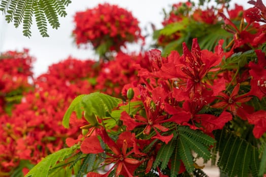 Red flowers background. Delonix regia, a bean ornamental tree also known as royal poinciana, flamboyant, phoenix flower, flame of the forest or flame tree.