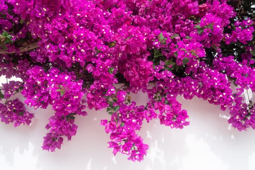 Bougainvillea flowers on white background. Abundant pink flowers on a wall. Tropical flora