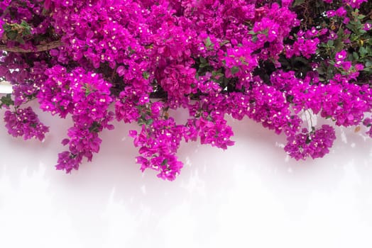 Bougainvillea flowers on white background with copy space. Abundant pink flowers on a wall. Tropical flora