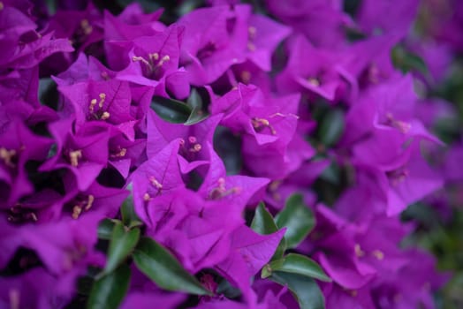 Mostly blurred purple bougainvillea flowers background. Summer nature background. Exotic flowers closeup. Subtropical flora of Tenerife, Canary islands, Spain. Violet flowers photo