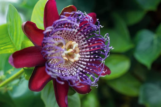 Passion flower with red petals, passiflora alata. A closeup of this winged-stem tropical plant flower. Purple, red and yellow elements and green leaves background