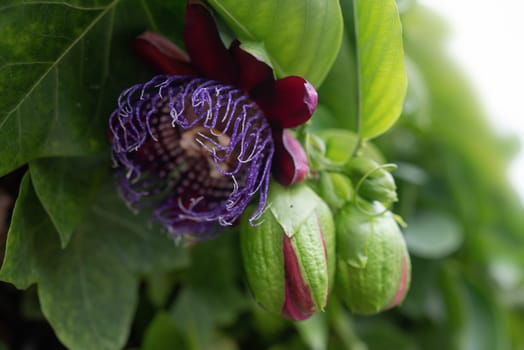 Passion flower with red petals, passiflora alata. A closeup of this winged-stem tropical plant flower. Purple, red and yellow elements and green leaves background