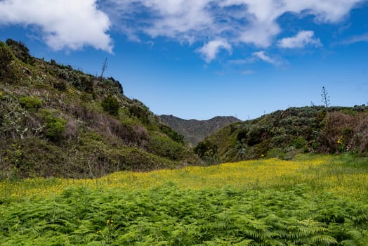 Summer landscape of a meadow with fern and yellow flowers surrounded by green hills. Blue sky with white clouds. Lush spring nature on a sunny day. Nature wallpaper. Yellow hoary mustard flowers