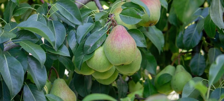 pears grow on a tree, harvest. Selective focus. Nature