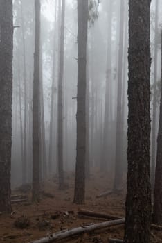 Foggy forest path between pines. Mysterious misty day in the woods. Hiking in a cloud. Mostly blurred horizontal photo