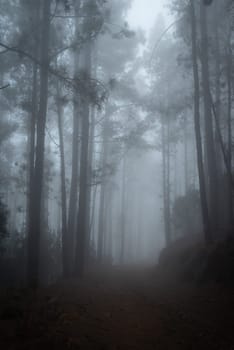 Foggy forest path between pines. Mysterious misty day in the woods. Hiking in a cloud. Mostly blurred horizontal photo