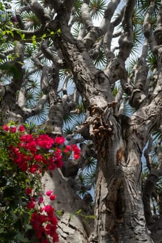 Dragon tree on blue sky background with blurred pink bougainvillea flowers in foreground. Exotic subtropical flora of Canary islands. Drago or Dracaena draco bark texture. Very rare endangered plant