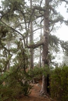 A big Canarian pine. Foggy forest path in a pine forest. Mysterious misty day in the woods. Hiking in a cloud. Partly blurred vertical photo