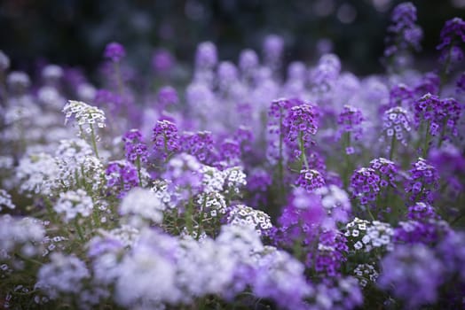 Purple flowers background. Mostly blurred lilac and white sweet alyssum or lobularia maritima. Sweet alison flavoring food additive. Botanical garden photo