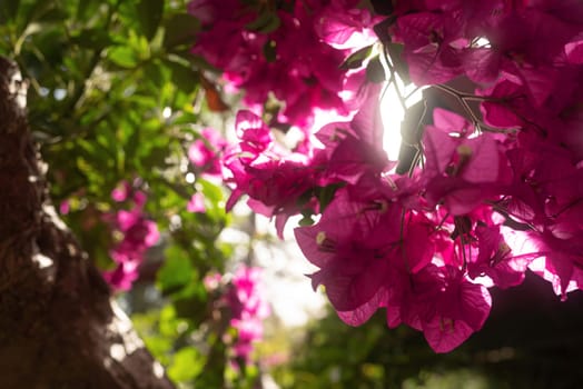 Bougainvillea flowers. Mostly blurred photo of a floral background with green leaves, a tree trunk and pink flowers on a warm sunny day
