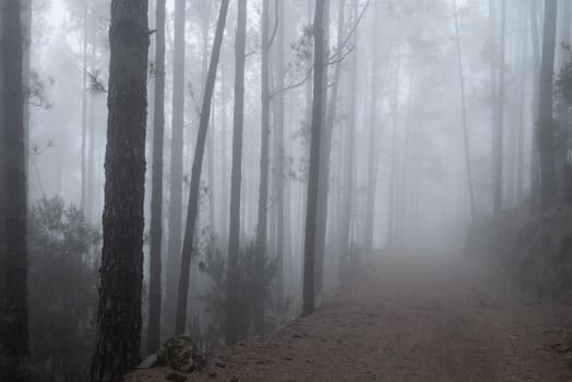 Foggy forest path between pines. Mysterious misty day in the woods. Hiking in a cloud. Mostly blurred photo